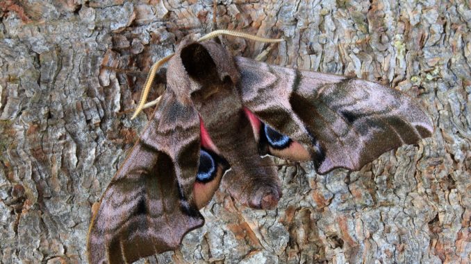 Schlupfwespen gegen Motten und andere Schädlinge