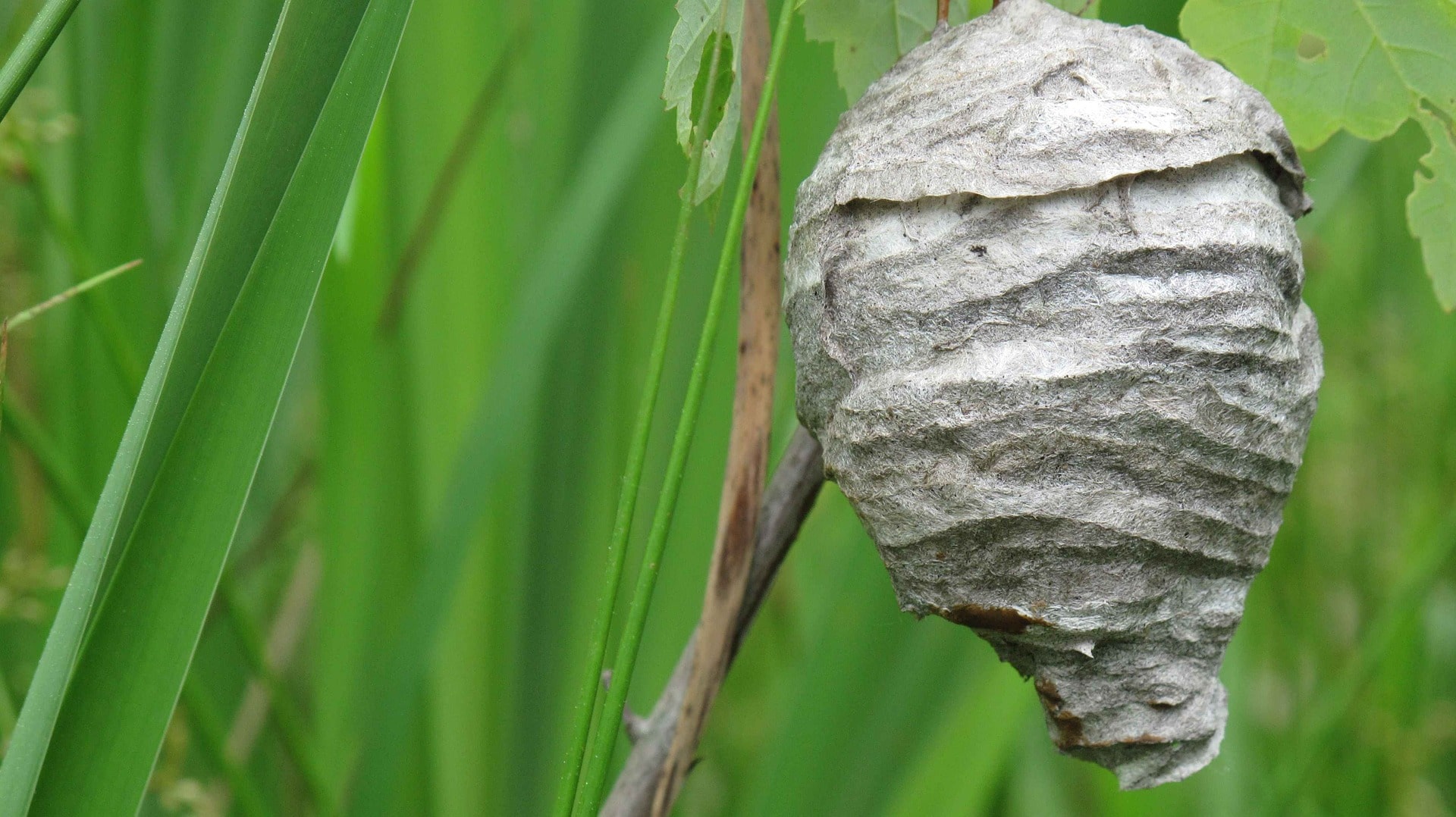 Ein Hornissen-Nest umsiedeln - Tierabwehr.net