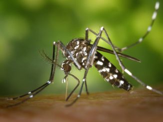 Mücken: Hausmittel gegen lästige Blutsauger