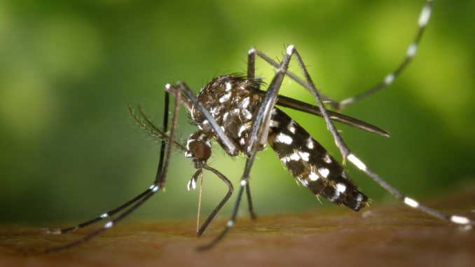 tiger-mosquito-49141_1920 Mücken: Hausmittel gegen lästige Blutsauger