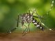 Mücken: Hausmittel gegen lästige Blutsauger