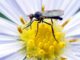 Den Standheizstrahler von Mücken und Motten befreien