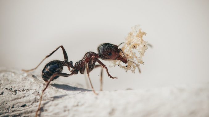 Ameisen bekämpfen mit Ameisenspray