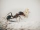 Ameisen bekämpfen mit Ameisenspray
