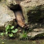 Marderkot im Garten. Marder Kot erkennen und entsorgen