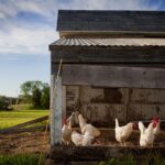 Das Hühnerfutter vor Schmarotzern schützen