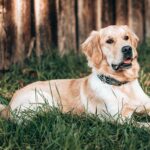 Zecken bei Hunden: Wie Sie Ihren Vierbeiner effektiv schützen
