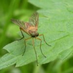 Biologische Kontrollmethoden gegen Insekten: Chancen und Herausforderungen